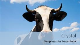  Presentation with cow - PPT layouts featuring portrait of a dutch cow background and a light blue colored foreground