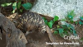  Presentation with environment - Presentation design featuring portrait-of-a-echidna background and a tawny brown colored foreground