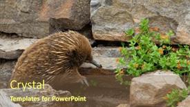  Presentation with environment - PPT theme having portrait-of-a-echidna background and a tawny brown colored foreground