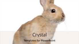  Presentation with rabbit - Slides with portrait of a european rabbit background and a coral colored foreground