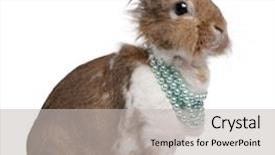  Presentation with pearl - Slides enhanced with portrait of a european rabbit background and a light gray colored foreground