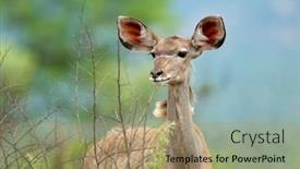  Presentation with south africa - Presentation design having portrait-of-a-female-kudu background and a coral colored foreground