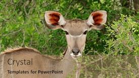  Presentation with kruger - Slides featuring portrait-of-a-female-kudu background and a coral colored foreground