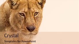  Presentation with lion king musical - Slide deck having portrait of a female lion background and a coral colored foreground