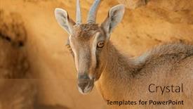 Presentation with female - Presentation theme featuring portrait-of-a-female-nubian background and a coral colored foreground