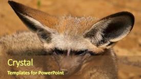  Presentation with fennec - Presentation theme with portrait of a fennec background and a  colored foreground