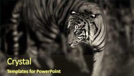  Presentation with tiger - PPT theme consisting of portrait of a feriocious tiger background and a tawny brown colored foreground