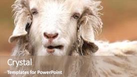  Presentation with sheep - Presentation design having portrait of a funny sheep background and a coral colored foreground