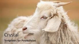  Presentation with sheep - Audience pleasing slide set consisting of portrait of a funny sheep backdrop and a coral colored foreground