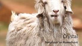  Presentation with sheep - Presentation theme consisting of portrait of a funny sheep background and a coral colored foreground