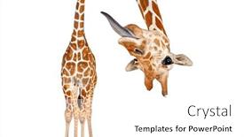  Presentation with effect - Slide deck enhanced with portrait-of-a-funny background and a white colored foreground