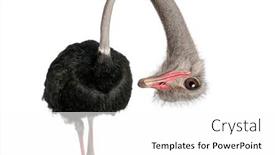  Presentation with funny - PPT theme having portrait-of-a-funny background and a white colored foreground