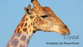  Presentation with south africa - Presentation design featuring portrait-of-a-giraffe-giraffa background and a light blue colored foreground