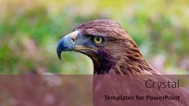  Presentation with eagle - Audience pleasing presentation theme consisting of portrait of a golden eagle backdrop and a violet colored foreground