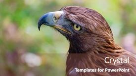  Presentation with eagle - Presentation design featuring portrait of a golden eagle background and a tawny brown colored foreground
