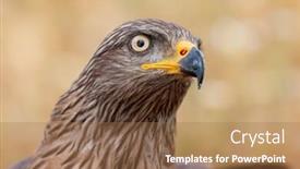  Presentation with eagle - Audience pleasing presentation design consisting of portrait of a golden eagle backdrop and a coral colored foreground