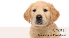  Presentation with golden standard - Amazing PPT theme having portrait-of-a-golden-retriever backdrop and a coral colored foreground