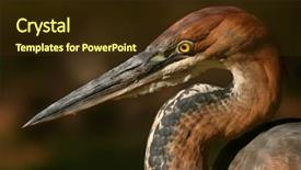  Presentation with company david and goliath - Audience pleasing slides consisting of portrait of a goliath heron backdrop and a tawny brown colored foreground