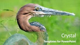  Presentation with green architecture natural marble - PPT layouts having portrait of a goliath heron background and a  colored foreground