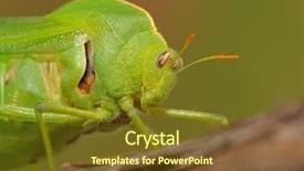  Presentation with bladder - Cool new slides with portrait of a green bladder backdrop and a tawny brown colored foreground