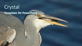  Presentation with kruger - Presentation design featuring portrait-of-a-grey-heron background and a ocean colored foreground
