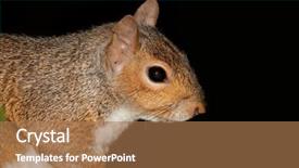  Presentation with eastern - Presentation theme consisting of portrait of a grey squirrel or eastern gray squirrel sciurus carolinensis on black background and a coral colored foreground