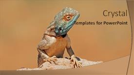  Presentation with agama - Colorful PPT theme enhanced with portrait-of-a-ground-agama backdrop and a coral colored foreground