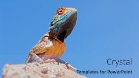  Presentation with agama - Presentation theme consisting of portrait-of-a-ground-agama background and a light blue colored foreground