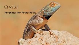  Presentation with agama - Slide deck with portrait-of-a-ground-agama background and a coral colored foreground