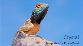  Presentation with agama - Cool new presentation design with portrait-of-a-ground-agama backdrop and a light blue colored foreground