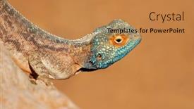  Presentation with agama - Cool new PPT theme with portrait-of-a-ground-agama backdrop and a coral colored foreground