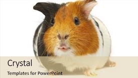  Presentation with guinea pig - Beautiful presentation theme featuring portrait-of-a-guinea-pig backdrop and a lemonade colored foreground