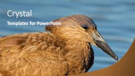  Presentation with kruger - PPT theme having portrait-of-a-hamerkop-bird background and a teal colored foreground