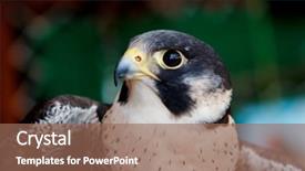  Presentation with hawk - Audience pleasing theme consisting of portrait of a hawk backdrop and a coral colored foreground