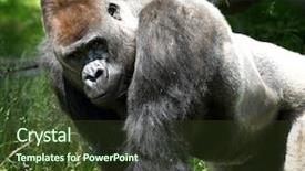  Presentation with camera - Cool new presentation design with ape - portrait of a huge gorilla backdrop and a tawny brown colored foreground