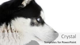  Presentation with husky - Slides with portrait of a husky dog background and a white colored foreground