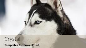  Presentation with husky - Amazing PPT theme having portrait of a husky dog backdrop and a mint green colored foreground