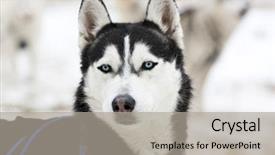  Presentation with husky - Beautiful slide deck featuring portrait of a husky dog backdrop and a light gray colored foreground
