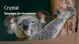  Presentation with queensland - Theme enhanced with portrait-of-a-koala-climbing background and a black colored foreground