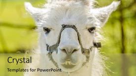  Presentation with lama - Slide set enhanced with portrait of a lama on farm background and a yellow colored foreground