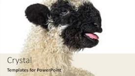  Presentation with sheep - Beautiful PPT theme featuring portrait-of-a-lamb-valais backdrop and a lemonade colored foreground