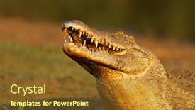  Presentation with kruger - PPT layouts with portrait-of-a-large-nile background and a tawny brown colored foreground