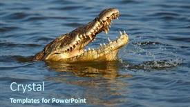  Presentation with crocodile - Slide set having portrait-of-a-large-nile background and a ocean colored foreground