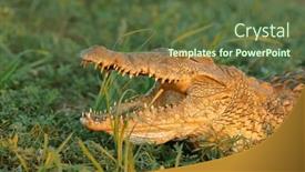  Presentation with south africa - Presentation enhanced with portrait-of-a-large-nile background and a tawny brown colored foreground