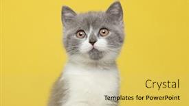  Presentation with british - PPT layouts with portrait-of-a-little-british background and a yellow colored foreground