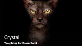  Presentation with cat - Theme having portrait-of-a-lykoi-cat background and a black colored foreground