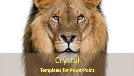  Presentation with male lion - Presentation with portrait-of-a-male-adult background and a tawny brown colored foreground