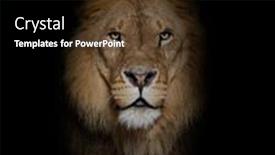  Presentation with male lion - Presentation theme enhanced with portrait-of-a-male-adult background and a black colored foreground