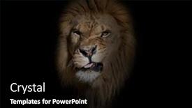  Presentation with male lion - Presentation theme enhanced with portrait-of-a-male-adult background and a black colored foreground