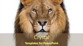  Presentation with male lion - Presentation enhanced with portrait-of-a-male-adult background and a tawny brown colored foreground